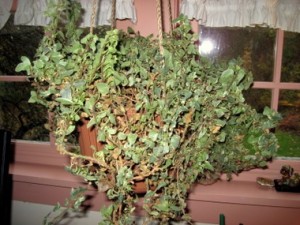 IMG_0055