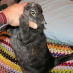 cat biting hand