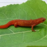 Ann Red eft