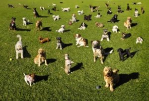 dogs-in-park2