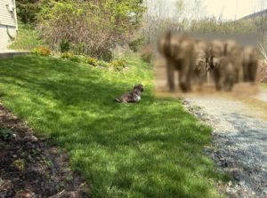 rewilding-pix