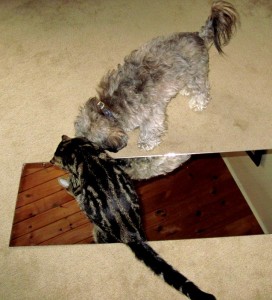 Bam-and-Ollie-edited.jpg