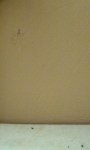 IMG_1337.jpg
