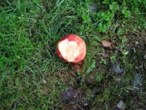 IMG_1340.jpg