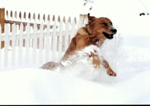 Lumpyinsnow