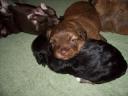 brindle.thumbnail