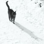 The cat who walks alone.