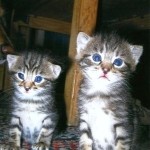 kitten