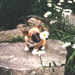 violet-with-daisies
